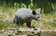 BRITISH SHORTHAIR C017